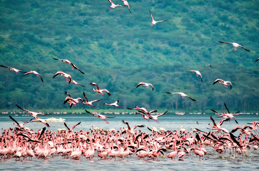 Lake Nakuru National Park