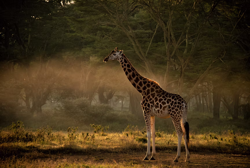 Samburu National Reserve